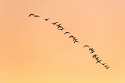 Canon 5DS R Bird Test Shots, Dec 2016