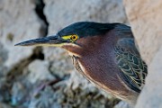 Canon 5DSR Test Shots - Green Heron