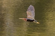 Canon 5DSR Test Shots - Green Heron