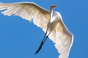 Canon 5DSR Test Shots - Great Egret