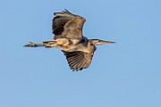 Canon 5DSR Test Shots - Great Blue Heron