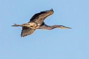 Canon 5DSR Test Shots - Great Blue Heron
