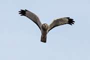 Canon 5DSR Test Shots - Northern Harrier