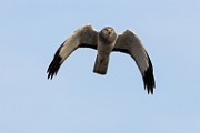 Canon 5DSR Test Shots - Northern Harrier