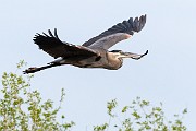 Colorad Birds & Swallows in Flight, May 2018