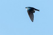 Colorad Birds  Tree Swallow : Swallow