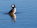 Colorado Birds - Hooded Merganser, Male  Colorado birds