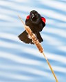 Colorado Birds - Red-winged Blackbird  Colorado birds