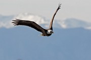 Colorado Birds - Bald Eagle  Colorado birds