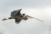 Colorado Birds - Great Blue Heron  Colorado birds