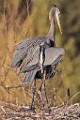 Colorado Birds - Great Blue Heron  Colorado birds