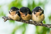 Barn Swallow  Barn Swallow : Barn Swallow