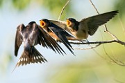 Barn Swallow  Barn Swallow : Barn Swallow