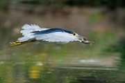 Black-crowned Night-Heron  Black-crowned Night-Heron : Black-crowned Night-Heron