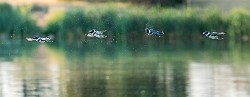 Belted Kingfisher  Belted Kingfisher : Belted Kingfisher