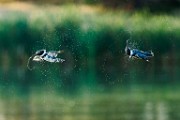 Belted Kingfisher  Belted Kingfisher : Belted Kingfisher