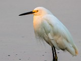Snowy Egret  Snowy Egret : Snowy Egret