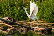 Snowy Egret  Snowy Egret : Snowy Egret