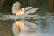 Snowy Egret  Snowy Egret : Snowy Egret