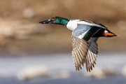 Nothern Shoveler  Nothern Shoveler : Nothern Shoveler