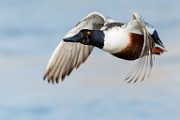 Colorado Birds  Northern Shoveler : Northern Shoveler
