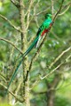 Costa Rica  Resplendent Quetzal - Male : Resplendent Quetzal - Male
