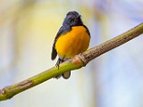 Costa Rica  Slate-throated Redstart : Slate-throated Redstart