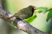 Costa Rica  Yellow-faced Grassquit : Yellow-faced Grassquit