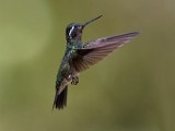 Costa Rica  Purple-throated Mountain-gem : Purple-throated Mountain-gem