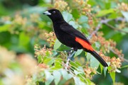 Costa Rica  Passerinis Tanager : Passerinis Tanager