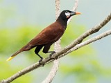 Costa Rica  Montezuma Oropendola : Montezuma Oropendola