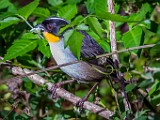 Costa Rica  White-naped Brushfinch : White-naped Brushfinch