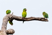 Costa Rica  Mealy Parrot : Mealy Parrot