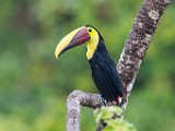 Costa Rica  Black-mandibled Toucan : Black-mandibled Toucan