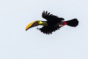 Costa Rica  Black-mandibled Toucan : Black-mandibled Toucan