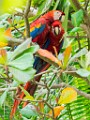 Costa Rica  Scarlet Macaw : Scarlet Macaw