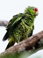 Costa Rica  Red-lored Parrot : Red-lored Parrot