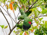 Costa Rica  Mealy Parrot : Mealy Parrot