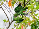 Costa Rica  Mealy Parrot : Mealy Parrot