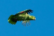 Costa Rica  Mealy Parrot : Mealy Parrot