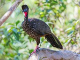 Costa Rica  Crested Guan : Crested Guan