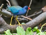 Costa Rica  Purple Gallinule : Purple Gallinule
