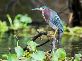 Costa Rica  Green Heron : Green Heron