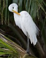 Costa Rica  Great Egret : Great Egret