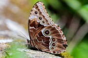 Costa Rica  Blue Morpho : Blue Morpho