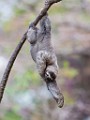 Costa Rica  Brown-throated Sloth - Juvenile : Brown-throated Sloth - Juvenile