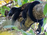 Costa Rica  Howler Monkey : Howler Monkey