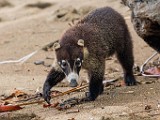 Costa Rica  Coati : Coati