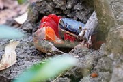 Costa Rica  Mouthless Crab : Mouthless Crab