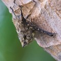 Costa Rica  Long-nosed Bat : Long-nosed Bat